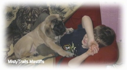 A tan and black English Mastiff puppy is laying on top of a boy on a red couch. They are approximately the same size. There is a tan throw blanket with a lion print on it behind them